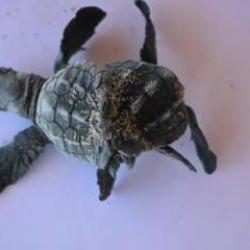 G&ouml;renler g&ouml;zlerine inanamıyor! Milyonda bir olan şey T&uuml;rkiye'de g&ouml;r&uuml;ld&uuml;