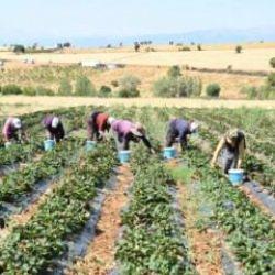 Hüyük’te coğrafi işaretli çileğin hasadı başladı