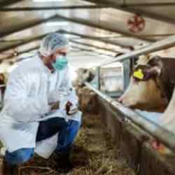 Bakanlık: Şap salgını kontrol altına alındı