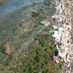 Seyitler Barajı’nda yüzlerce ölü balık görüntülendi