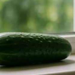 Sırpların pencerenin &ouml;n&uuml;ne salatalık koymasının sebebi şaşkına &ccedil;evirdi!