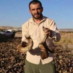 Sivas bı&ccedil;ağının vazge&ccedil;ilmezi: 36 bin Ko&ccedil;boynuzu kurutulmaya bırakıldı