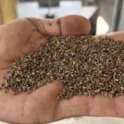 Tarlada kilosu 100 TL! Hasat başladı