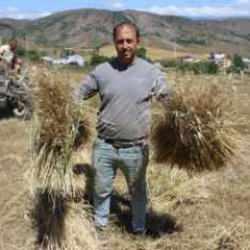 Ordu'da "alım garantili" ürün çiftçinin yüzünü güldürdü 