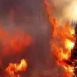 Arıları sakinleştirmek isterken 80 hektar ormanı yaktı