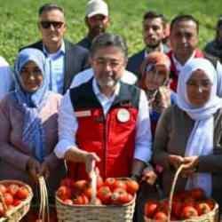 Bakan Yumaklı domates hasadına katıldı: 535 bin ton ihracat söz konusu!