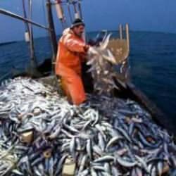 Balık sezonu ne zaman açılacak? 2025-2026 av takvimi belli oldu!