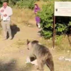 Bitlis'te dehşet! Kucağında bebekle, ayı saldırısına uğradı! İşte o anlar...