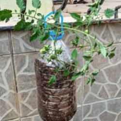 Bu yöntemle markete veya manava gitmenize gerek kalmayacak! 2 ayda çıkıyor