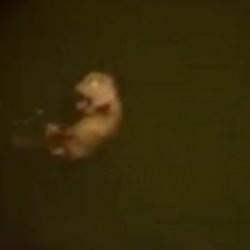 B&uuml;y&uuml;k&ccedil;ekmece kıyılarında su samuru y&uuml;zerken g&ouml;r&uuml;nt&uuml;lendi