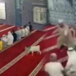 Camide sürpriz misafir! İmam fark etti: Cemaat namaz kılarken bir anda ortaya çıktı