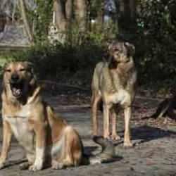 İstanbul Valiliğinden yeni sokak k&ouml;peği kararı! 