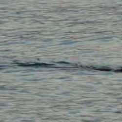 Karadeniz&rsquo;de g&ouml;r&uuml;len su samurları i&ccedil;in uzmanından a&ccedil;ıklama