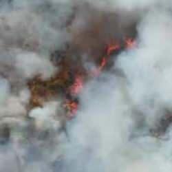 Kocaeli'de orman yangını! Alevler evlere sıçradı