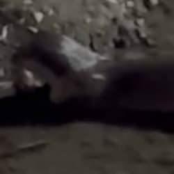 Nesli tehlike altında: Su samuru Çoruh’ta balık yerken görüntülendi