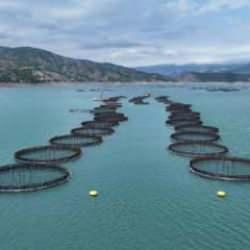 Tokat'tan 29 ülkeye balık ihraç edildi!