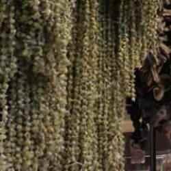 1 yılda y&uuml;zde 400 arttı! Fiyatı altınla yarışıyor