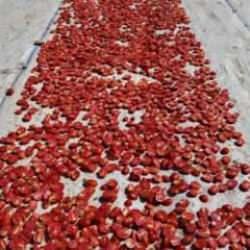 600 işçinin emeği var! Domateste 15 bin 300 ton rekolte bekleniyor!