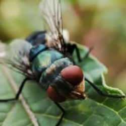 ABD’de ilk kez görüldü: Et yiyen parazit insan vücuduna sızdı