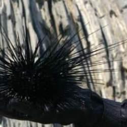 Akdeniz’in korkulu rüyası zehirli istilacı tür yok olmaya başladı