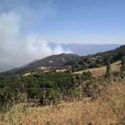 Denizli'de orman yangını: Müdahale ediliyor!