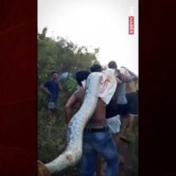 Endonezya&rsquo;da t&uuml;yler &uuml;rperten anlar: Dev piton k&ouml;y&uuml; ayağa kaldırdı