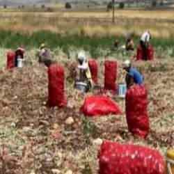 Hasadı yapıldı, tarlada 3 TL'ye tezgahta 15 TL'ye satılıyor!