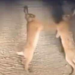 İki tavşanın kavgası kamerada! Dakikalarca yumruk yumruğa dövüştüler