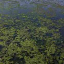 İzmir K&ouml;rfezi'nde kirlilik alarmı! Uzmanlardan 'kısır d&ouml;ng&uuml;' uyarısı