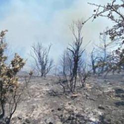 İzmir'de orman yangını! Havadan ve karadan müdahale başladı