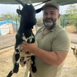 Başına poşet geçen keçi, sürüye imtihan oldu! Gülümseten anlar kamerada