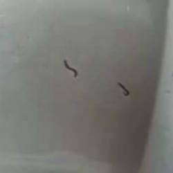 Tekirdağ'da şoke eden görüntü! İçme suyu şebekesinden kurtlar çıktı