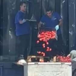 Zincir market çalışanları onlarca kilo domatesi çöpe döktü! Bakanlıktan açıklama geldi