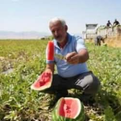 2 milyar liralık gelir bekleniyor! Muş'ta karpuz hasadı