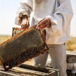 450 ton bal üretildi! Rekoltedeki artış üreticileri mutlu etti