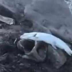 Bursa'da korkunç görüntü! Yüzlerce balık kıyıya vurdu