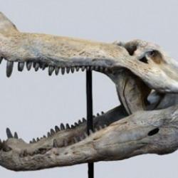 Dinozorlarla beslenen bir timsah keşfedildi