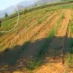 İzmir'de eğitim uçağının tarlaya düştüğü anlar ortaya çıktı