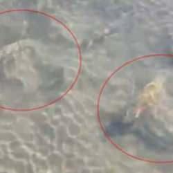 İznik Gölü'nde bulundu! Bölgede güvenlik önlemi alındı