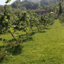 Karadeniz'de fındık hasadı tamamlandı! Artık iş üreticilerden çıktı