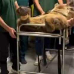 Rahatsızlanan dev ayıya MR çekildi, şaşırtan anlar böyle kaydedildi