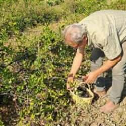 Sakarya'nın 12 ilçesinde yetiştirilen aronyada hasat zamanı