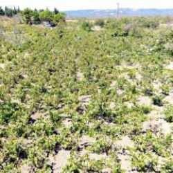 Tekirdağ'da kuraklık üzümde rekolte ve kalite kaybına neden oldu
