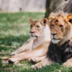 Hayvanat bahçesinde feci ölüm: Aslanların saldırısına uğradı