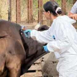 Kastamonu'da &lsquo;şap&rsquo; şoku: 69 k&ouml;ye hayvan giriş- &ccedil;ıkışı yasaklandı