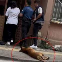 Kavga ihbarına giden polislerin birini köpek, diğerini de sahibi ısırdı
