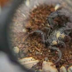 Kurduğu tesiste yetiştirdiği 3 bin akrepten zehir elde ediyor