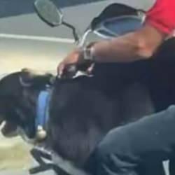 Motosiklet üzerinde köpek ile ilerledi: Bakırköy’de tehlikeli yolculuk kamerada