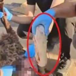 Ölü koyun üzerinden uyuşturucu sevkiyatı! Ekiplerin radarına takıldı