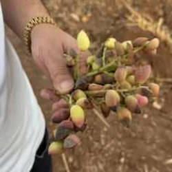 Siirt fıstığında rekolte yüzde 80 düştü